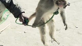 Funny Monkey Show Dance ????