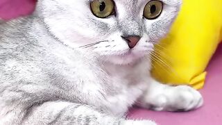 CUTE CATS//BEAUTIFUL CATS????