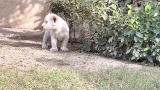 white lion cub