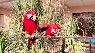 Macaw beauty