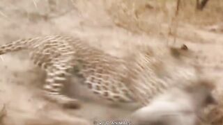 15 Merciless Hunting Moments Of Big Cats-