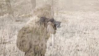 Lion Games Animal Simulator 3D
