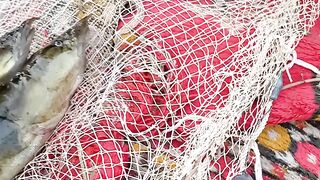 Baam fish