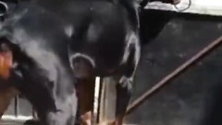 Top 10 Dangers Dogs