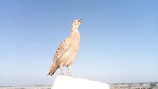 teetar ki awaaz
