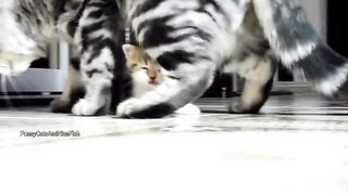 The best funny playing Cats and Dancing Kittens