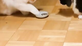 Funny cats m0ments .