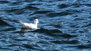 Dove are Amazing Bird
