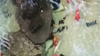 Beautiful Fish