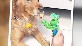 Again And Again ???? Funny Moments#funny #dog