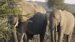 African Elephants Wild Animals of Africa 8K ULTRA HD - with Calming Music and Nature Sounds
