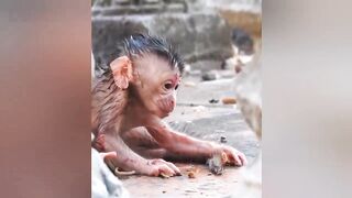 Omg!! New Baby Monkey Born There No One To Care | Baby Monkey Badly Crying