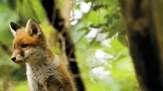 Pets Bird's video