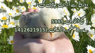Hadees Mubarak shorts video