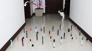 cats moves