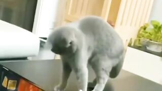 cat vs his master