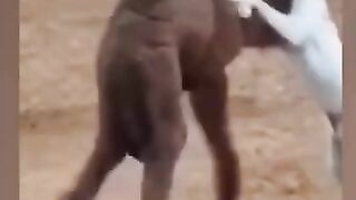 Best funny clips
