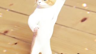 Cute cate dance.