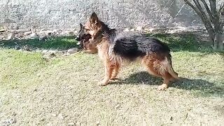 World Top Class Quality German Shepherd