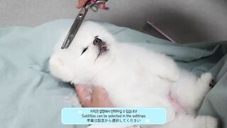 Cute Pomeranian Dog Ever