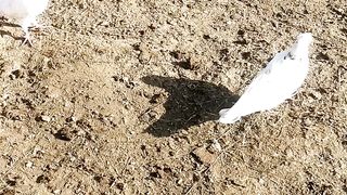 Most Beautiful pigeons playing ping