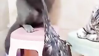 Cat’s are scared from duck