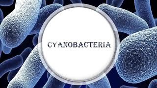 Cyanobacteria