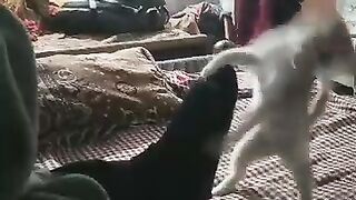 Cat Playing with me