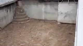 Angery Bull