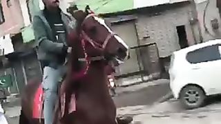 Best nezabaz horse Forsale