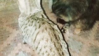cats fight