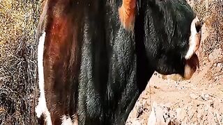 Cow Mooing Allah Alla