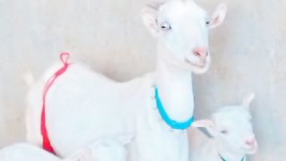 Goats  lover