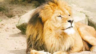 Lion video | animal bird