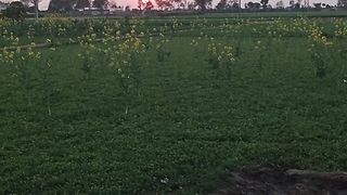 Hamara ||   gaon hai,||