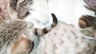 pets love