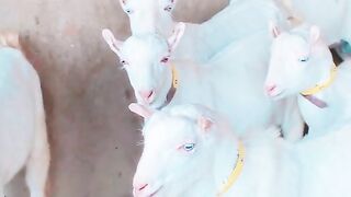 Goats lover
