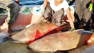shark fish hunting
