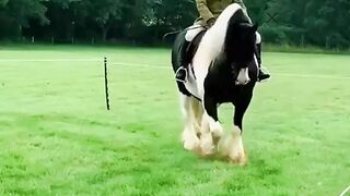 My first video of animal ????