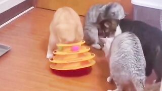 funny video short 55
