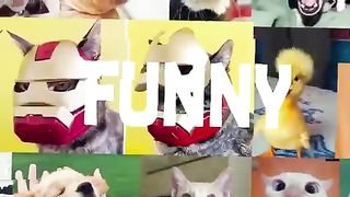 The Funniest And Clumsiest Dogs Video Ever I Pets Town