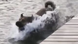 Animal funny dance clips ????????