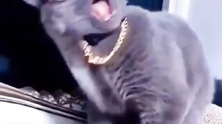 Funny Cat