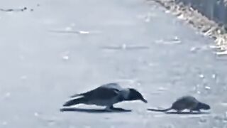 Comedy birds