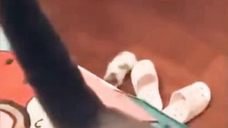Cat videos
