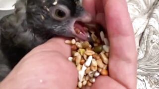 Baby Pigeon Eating food on Hand