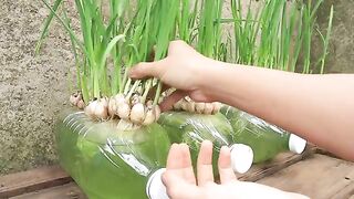 Best breeding method to grow garlic very easy.