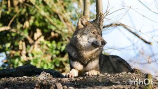 Forest Wolf