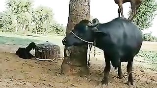 funny | funny video |