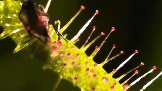 Dangerous plant